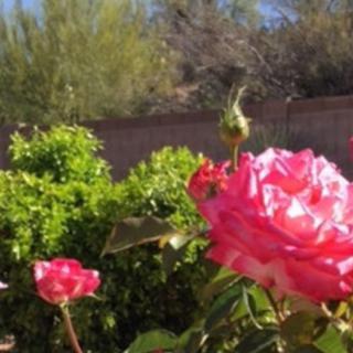 A vibrant pink rose in a sunny garden setting.