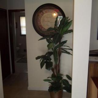 A decorative indoor plant placed in a hallway with wall art.