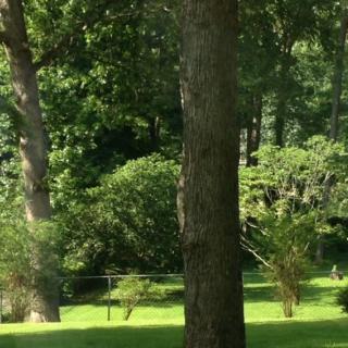 A serene forest scene with lush green trees and foliage.
