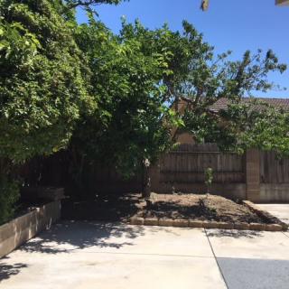A sunny backyard with trees providing shade next to a wooden fence.