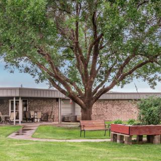 A lush garden with a large tree, benches, and a building in the background.