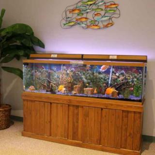 A large aquarium with colorful fish set in a wooden cabinet, decorated with plants and wall art.
