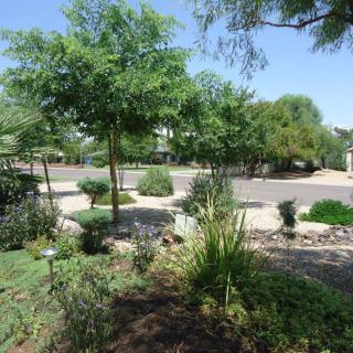 A lush garden area with various trees and plants under a clear blue sky.