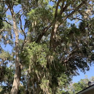 A tall tree adorned with lush green leaves and Spanish moss under a clear blue sky.