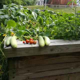 Freshly harvested cucumbers and tomatoes from the garden.