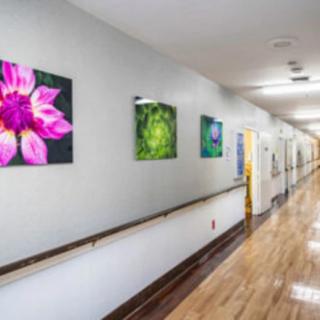 A hospital hallway adorned with vibrant flower artwork on the walls.
