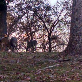 A serene moment captured in the forest, featuring deer against a backdrop of trees during sunset.