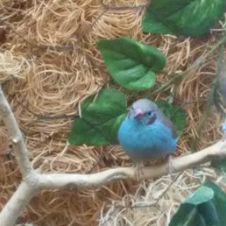 A vibrant blue bird perched among green leaves in its natural habitat.