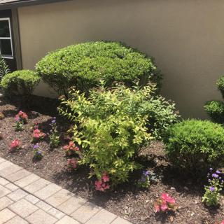 A well-maintained garden with bushes, shrubs, and flowers alongside a pavement.