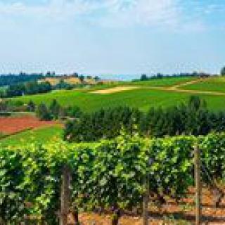 A lush vineyard set in a picturesque countryside landscape.