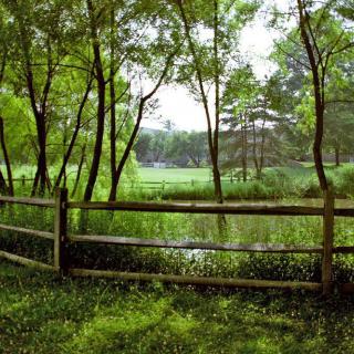 A serene park view with lush green grass and trees by a wooden fence.