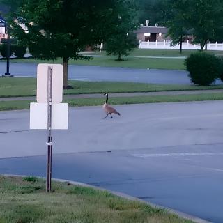 A lone goose walks across an empty parking lot.