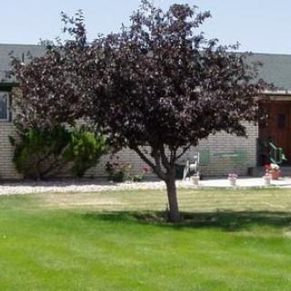 A tree standing on a green lawn in front of a house.