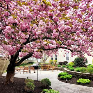 A serene garden featuring a cherry blossom tree in full bloom, accompanied by neatly arranged seating and lush greenery.