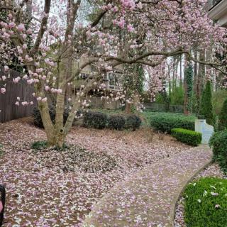 A serene garden scene featuring a tree with pink blossoms shedding its petals along a winding pathway.