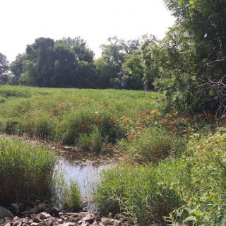 A serene view of a river meandering through lush grasslands and trees on a sunny day.