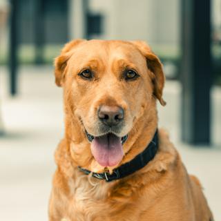 A friendly-looking dog with a golden-brown coat sits outdoors.