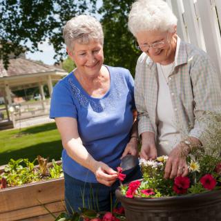 Two elderly women enjoying gardening together in a sunny outdoor setting.