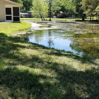 A serene view of a small pond reflecting the surrounding greenery.