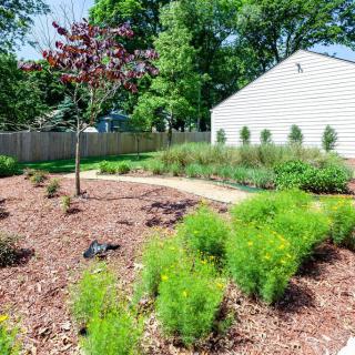 A landscaped garden featuring a variety of plants, shrubs, and trees with a mulched area and a small pathway.