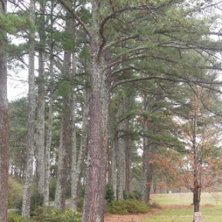 A serene pathway lined with tall trees in a peaceful forest setting.