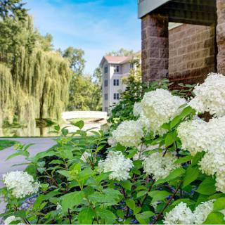 A serene view featuring blooming white hydrangeas alongside a peaceful pathway and nearby greenery.