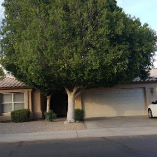 A cozy residential house with a large tree and a garage in the front.