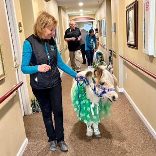 A miniature cow dressed in a colorful costume is being led down a hallway, bringing joy to the people around.