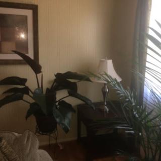 A cozy living room corner with indoor plants and a lamp by the window.