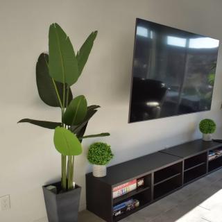 A modern living room with a large television and indoor plants enhancing the minimalist decor.