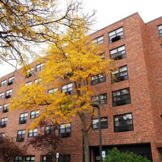 A brick apartment building with a tree showcasing vibrant yellow autumn leaves.