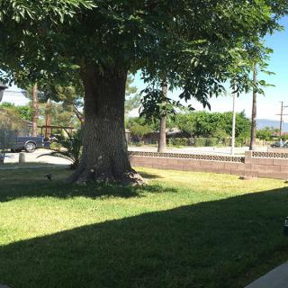 A large tree provides shade on a grassy area beside a road.