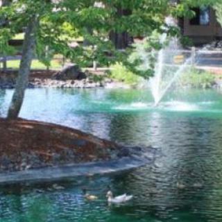 A tranquil pond with a fountain and a duck swimming, surrounded by trees.