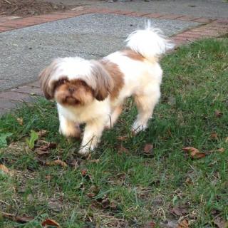 A Shih Tzu dog walking on grass.