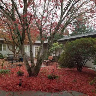 A tranquil courtyard adorned with vibrant red autumn leaves.