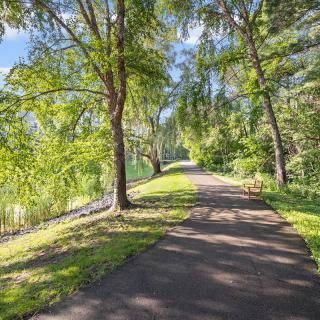 A serene forest path bathed in sunlight.