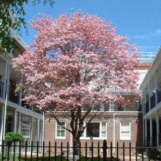 Penn Home