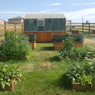 A beautiful outdoor garden with raised beds and a greenhouse.
