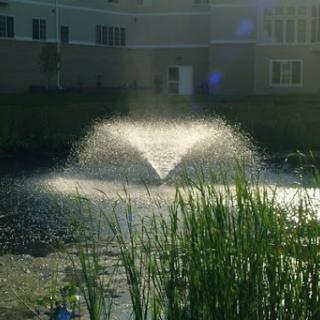A serene pond featuring a fountain, surrounded by lush greenery and illuminated by the sunlight.