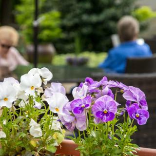 Pansies bloom vibrantly in a garden setting with people enjoying the outdoors in the background.