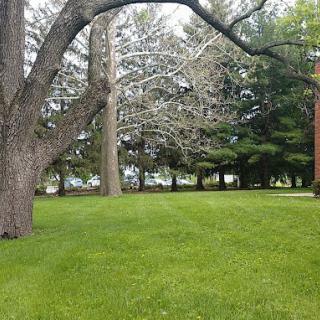 A serene view of a grassy area with trees in the background.