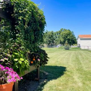 A sunny garden with lush greenery and vibrant flowers.
