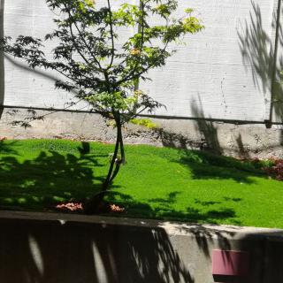A small tree casting shadows on a bright green lawn under the sunlight.