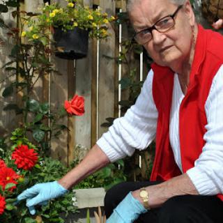 An elderly woman tending to her vibrant flower garden, showcasing her love for nature and gardening.