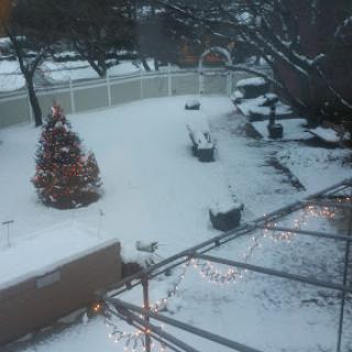 A snowy winter landscape featuring a decorated Christmas tree in the yard.
