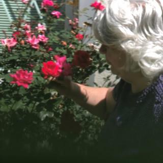 An elderly person tending to a rose bush in a garden.
