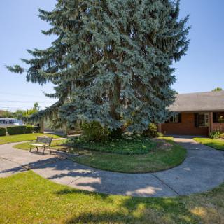 A serene outdoor space featuring a large tree and well-maintained pathways.