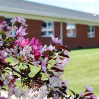 A vibrant display of pink and white flowers in front of a brick building on a sunny day.
