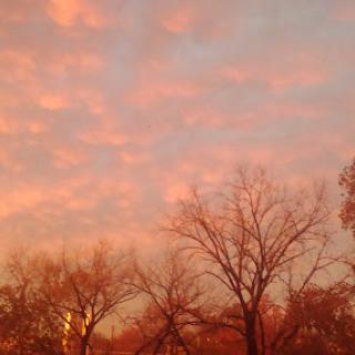 A serene sunset paints the sky with soft hues, framed by silhouetted trees.