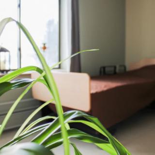 A minimalist bedroom with a focus on a green plant and a brown bed near a window.